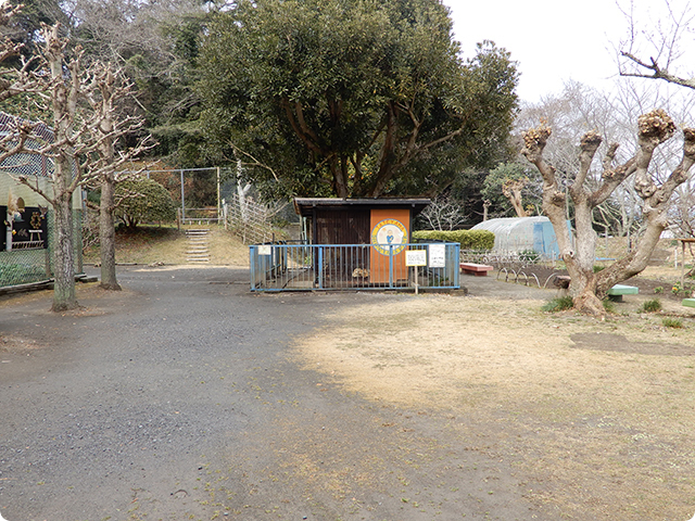 城山公園内の孔雀園にいるニホンザル