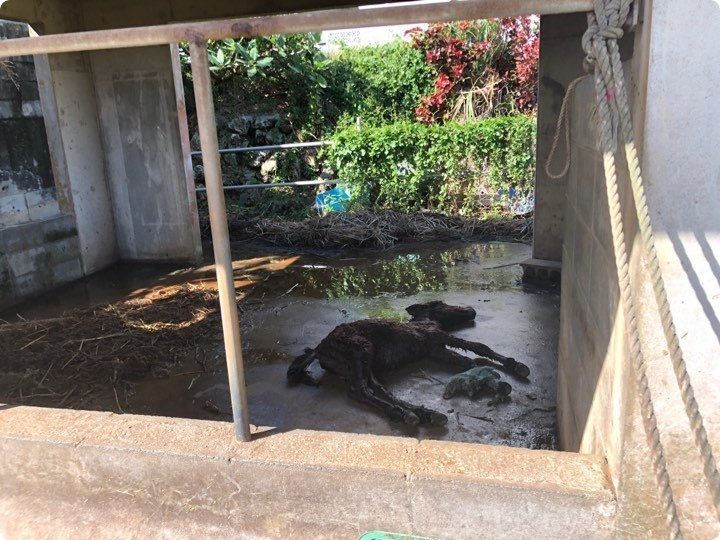 宮古馬虐待飼育