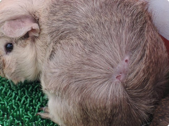 イオンモール京都桂川店「めっちゃさわれる動物ひろば」