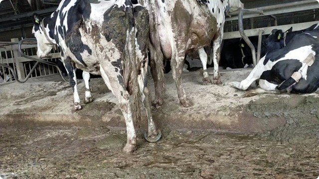 茨城県畜産センターの実態