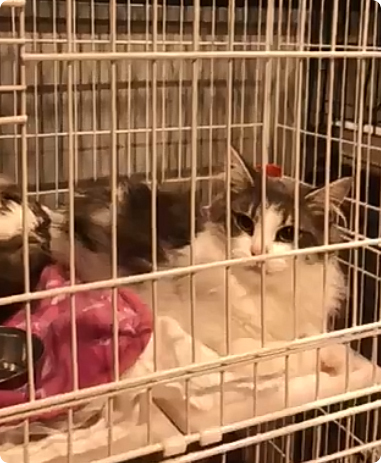 札幌閉じ込め猫虐待事件