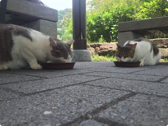 立命館大学猫活動