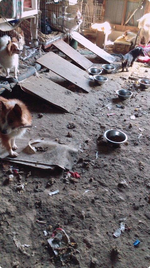 茨城県第2種動物取扱業の不適正飼養について