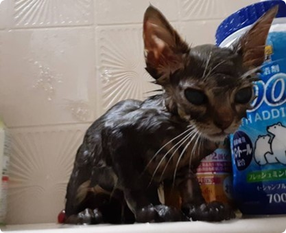 名古屋市仔猫虐待事件