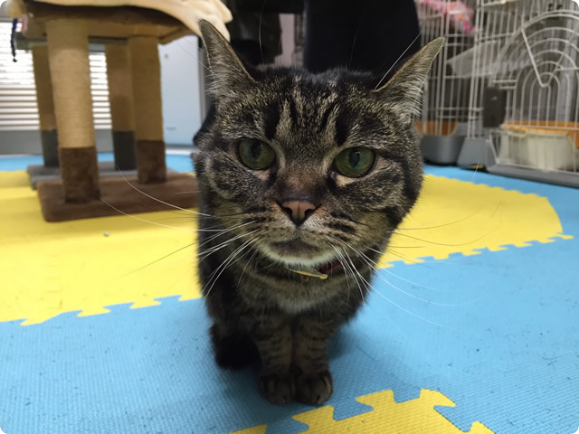 保護猫