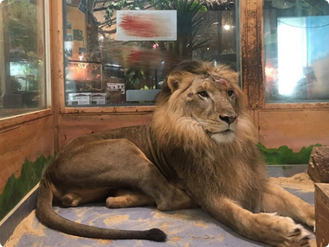 めっちゃ触れる動物園
