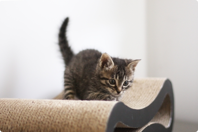 猫の飼育