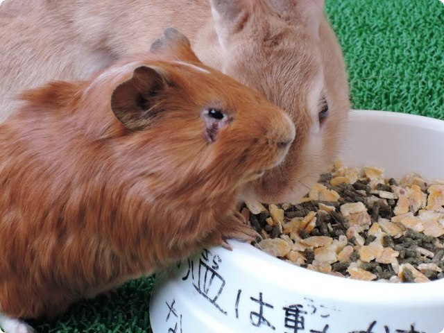 イオンモール京都桂川店「めっちゃさわれる動物ひろば」