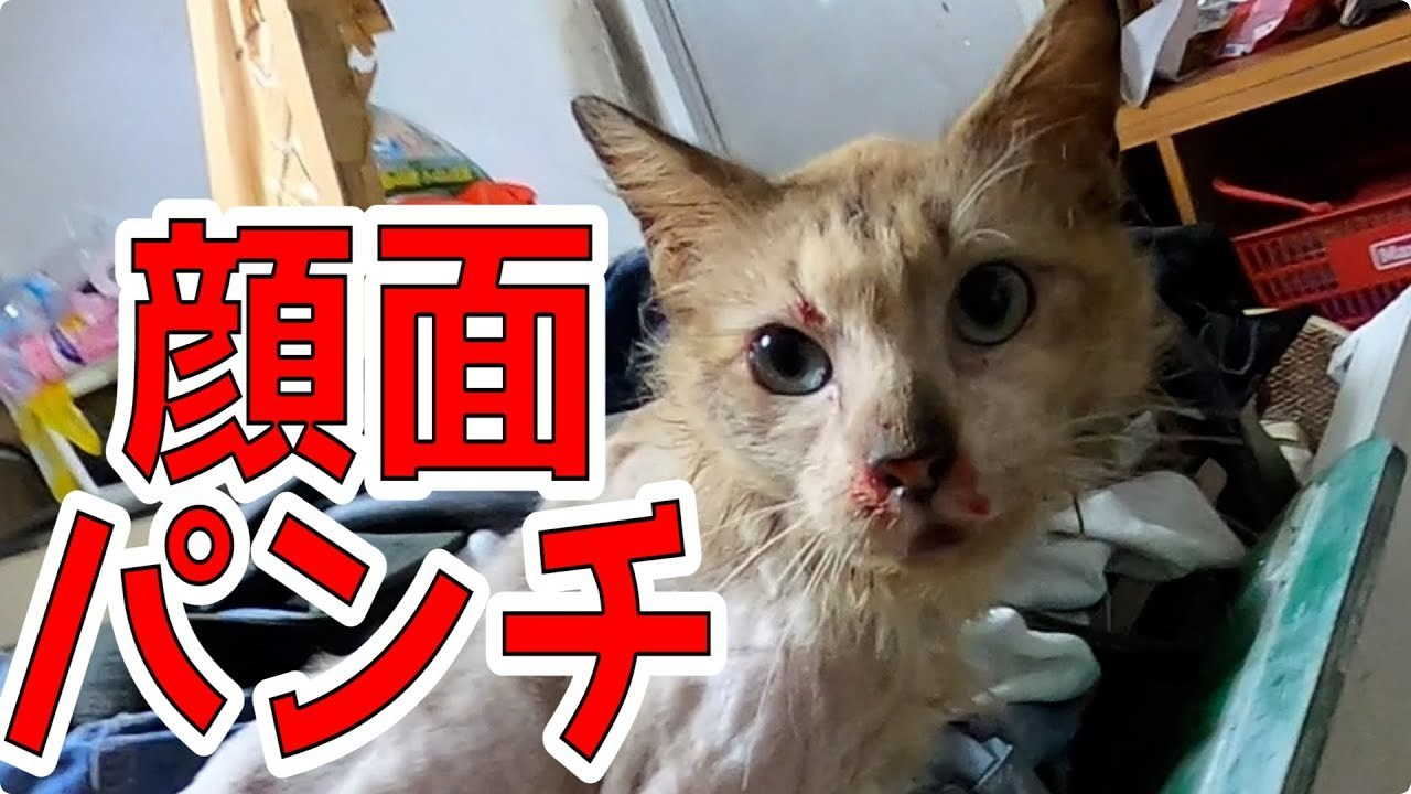 沖縄県 YouTuber猫虐待事件