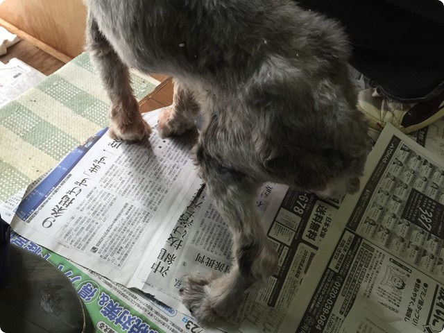 犬の引取り屋