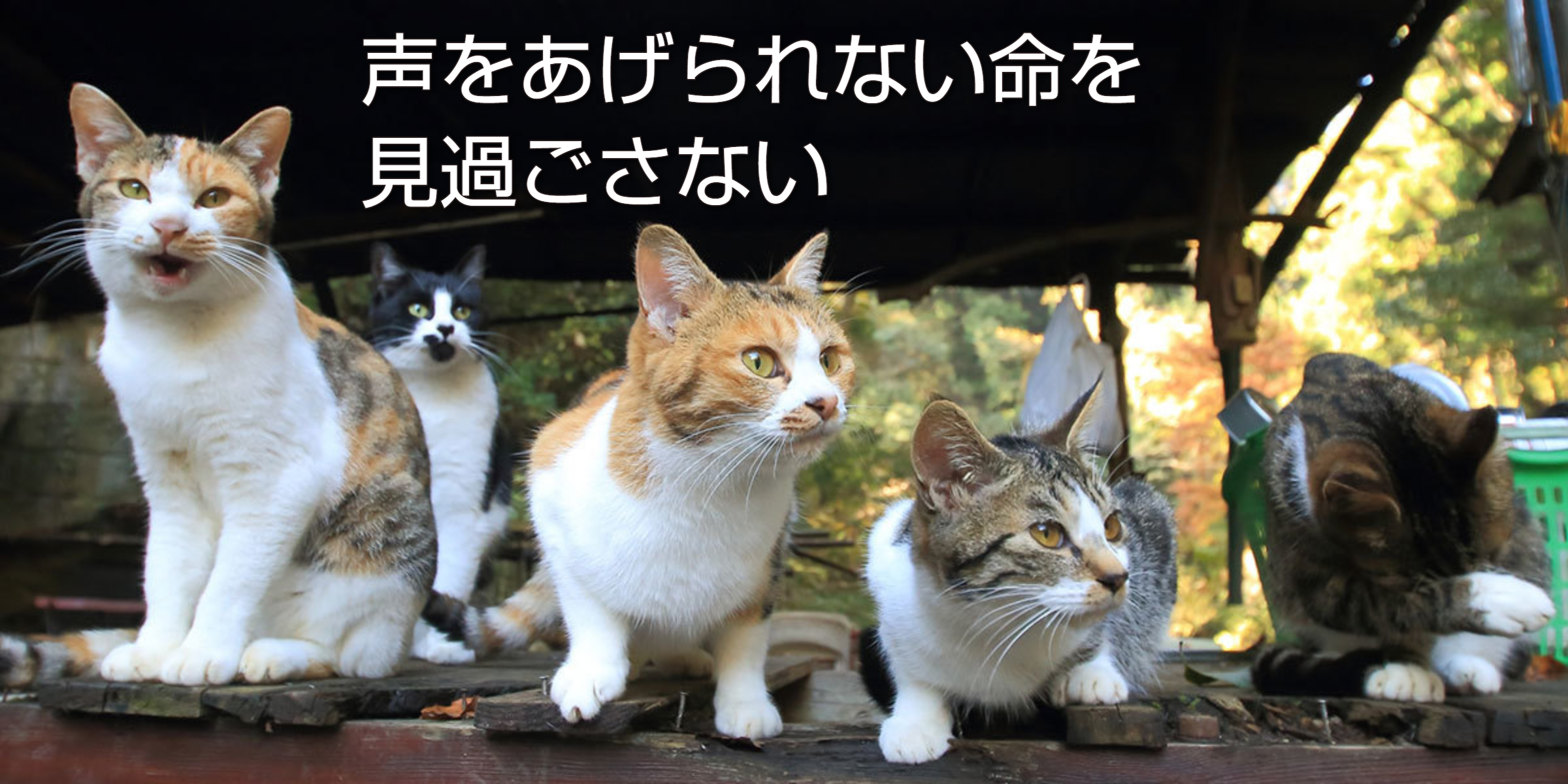 動物虐待防止