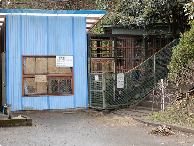 城山公園内の孔雀園にいるニホンザル