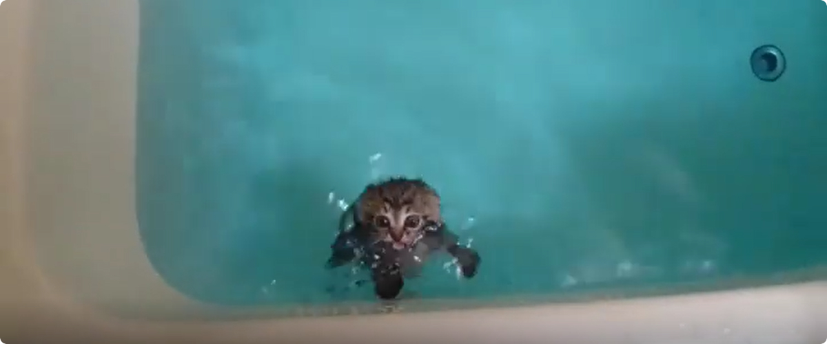 名古屋市仔猫虐待事件
