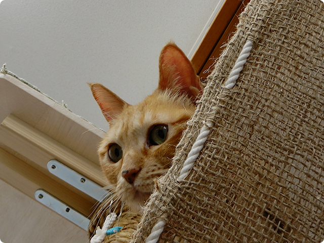 ペット防災について備え