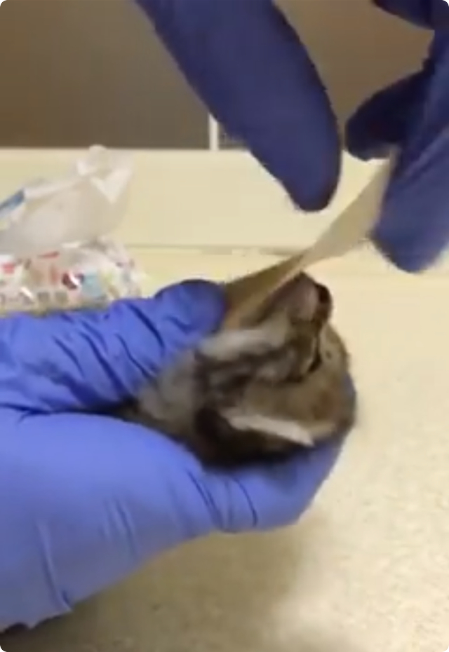 仔猫虐殺動画