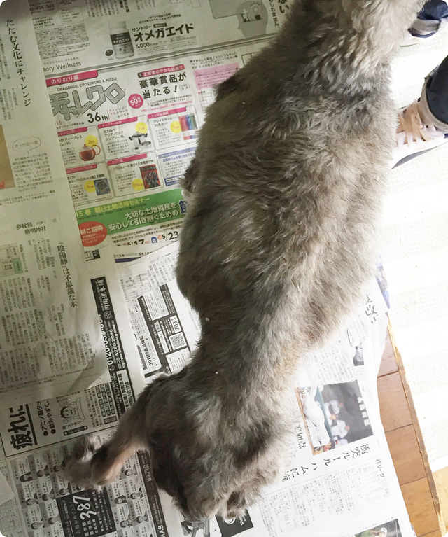 犬の引取り屋
