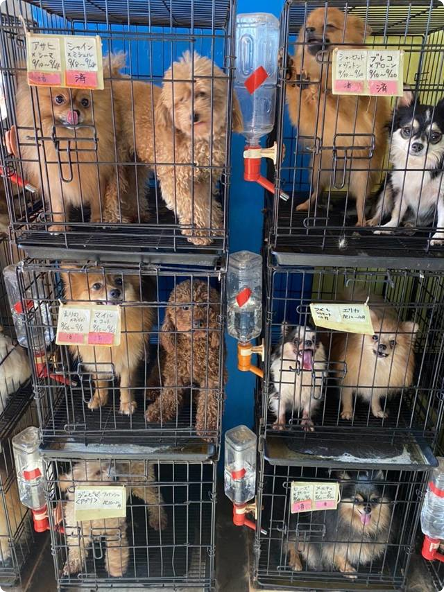 犬の劣悪繁殖業者 動物愛護管理法違反の疑いで逮捕：写真2