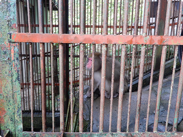 城山公園内の孔雀園にいるニホンザル
