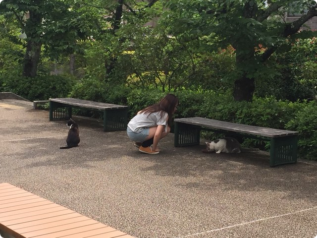 立命館大学猫活動