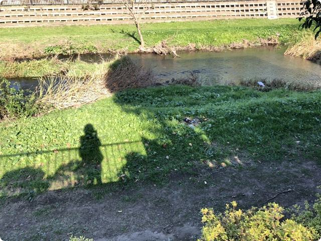 三鷹市野川猫虐待事件