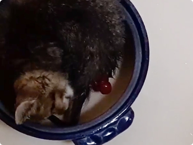名古屋市仔猫虐待事件