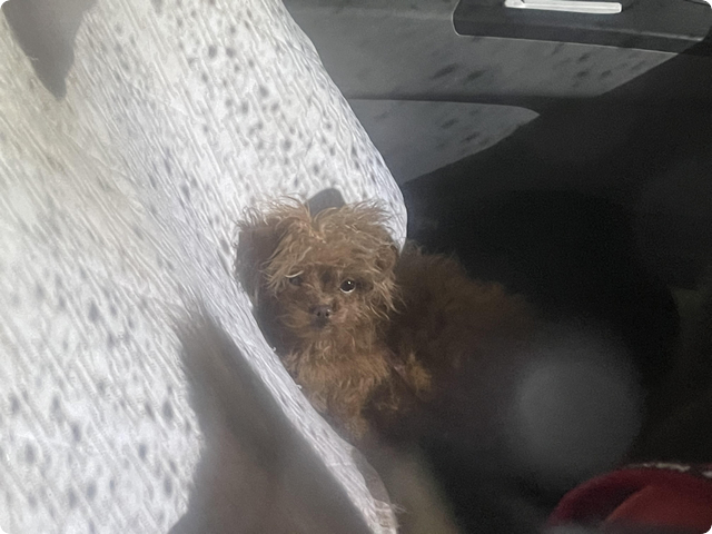 高円寺北 車中に犬2頭取り残され事案