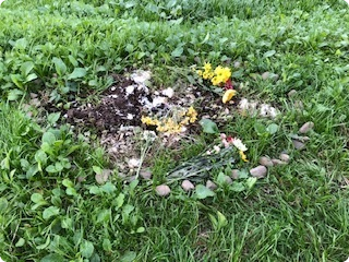 三鷹市野川猫虐待事件