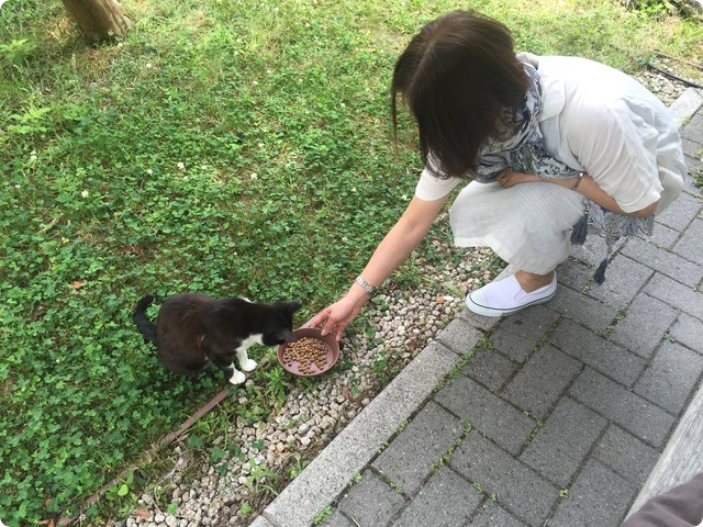 立命館大学猫活動