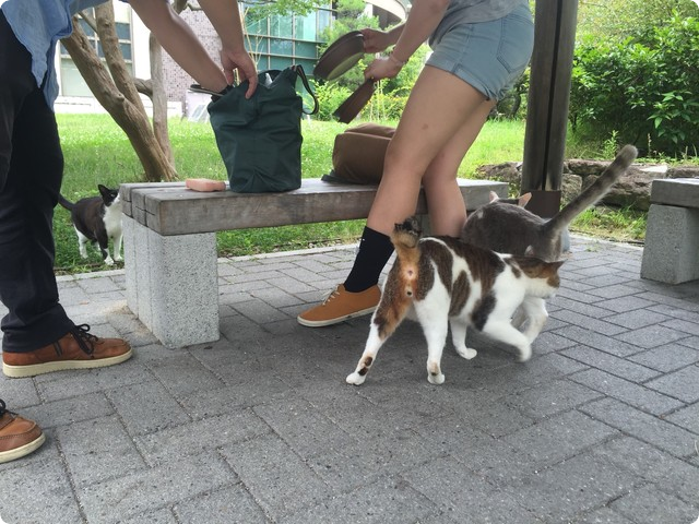 立命館大学猫活動