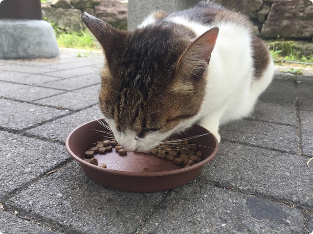立命館大学猫活動