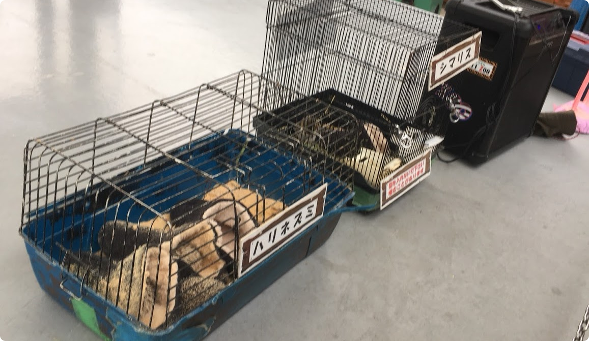 イオンモール京都桂川店「めっちゃさわれる動物ひろば」