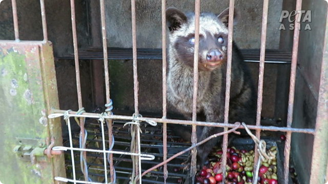 PETA Investigates Bali's Kopi Luwak Coffee Industry