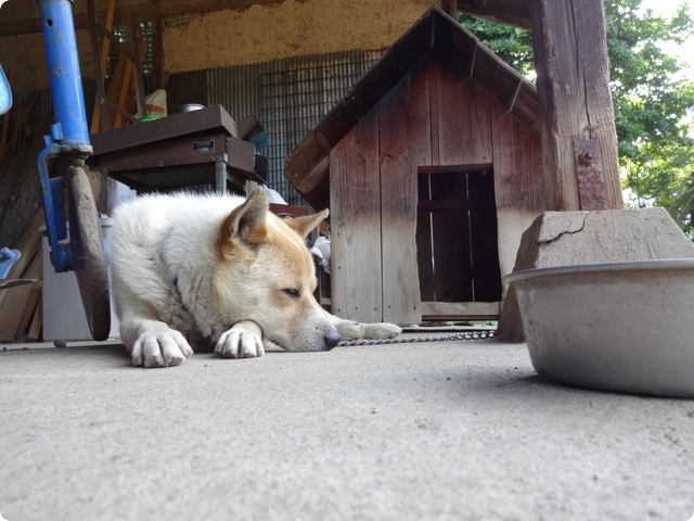 ペットの熱中症に注意