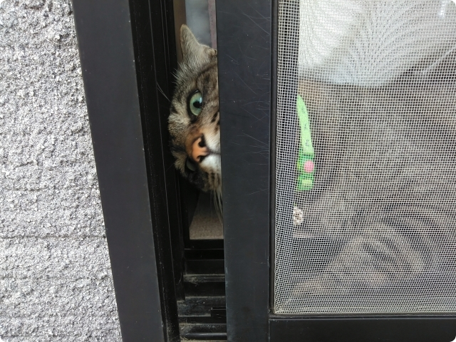 猫の飼育