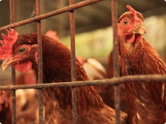 海外事例・畜産動物
