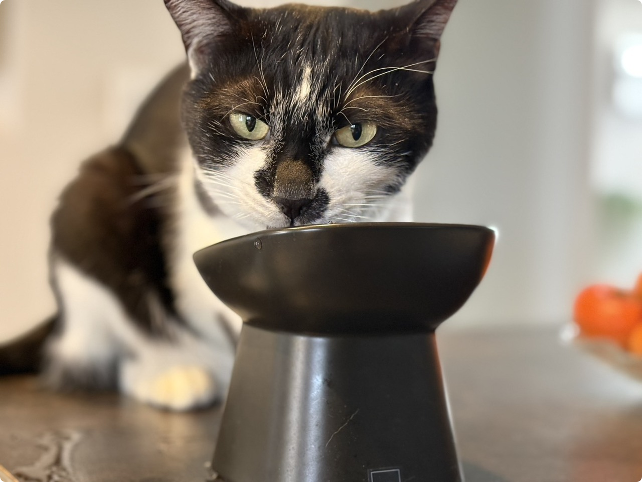 猫の飼育