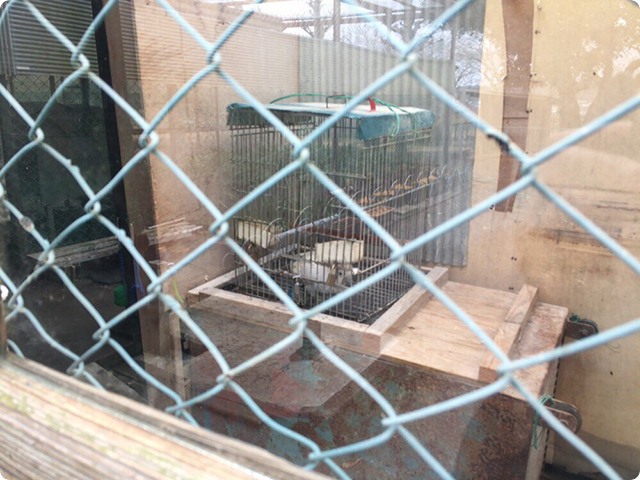 城山公園内の孔雀園にいるキバタン
