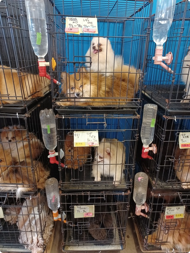 犬の劣悪繁殖業者 動物愛護管理法違反の疑いで逮捕：写真1