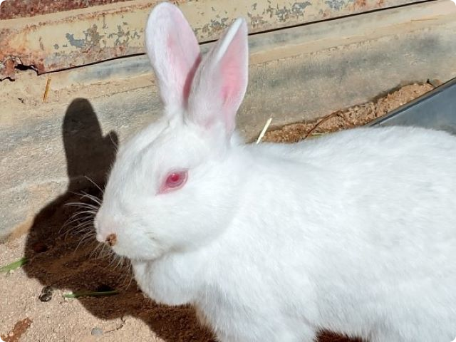 海外事例・実験動物