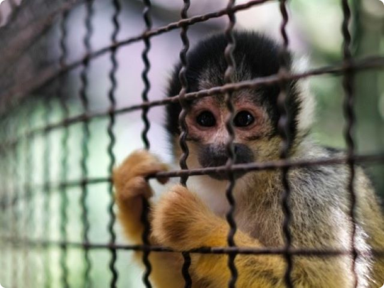 海外事例・野生動物