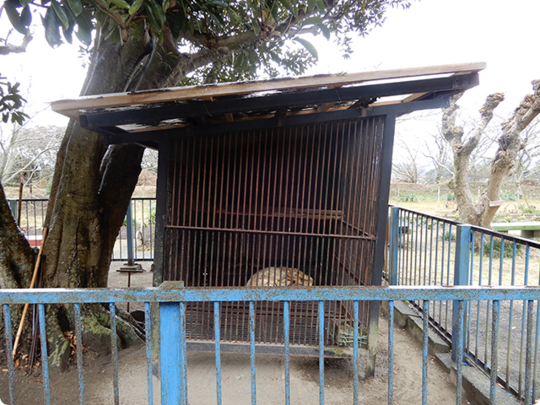 城山公園内の孔雀園にいるニホンザル