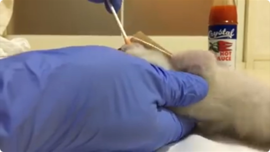 仔猫虐殺動画
