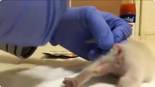 仔猫虐殺動画
