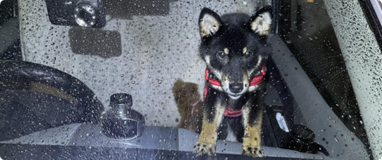 高円寺北 車中に犬2頭取り残され事案