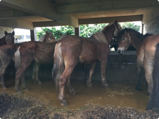 宮古馬虐待飼育