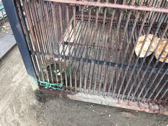 城山公園内の孔雀園にいるニホンザル