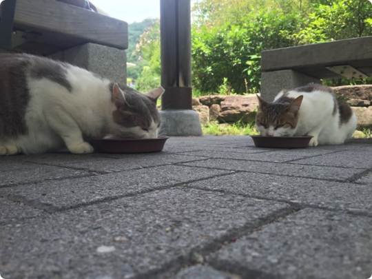 立命館大学猫活動