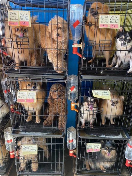 犬の劣悪繁殖業者 動物愛護管理法違反の疑いで逮捕：写真2
