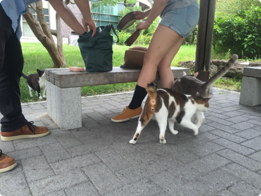 立命館大学猫活動