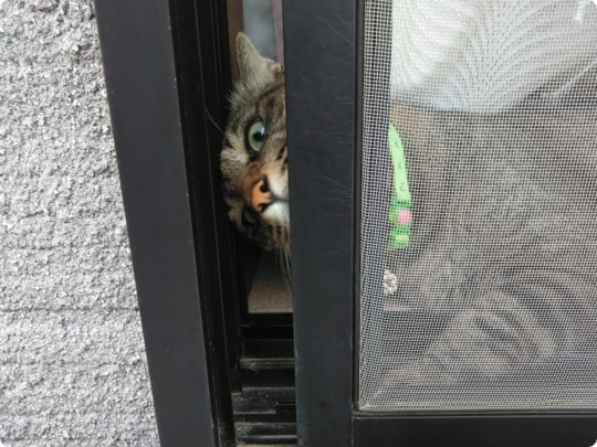 猫の飼育